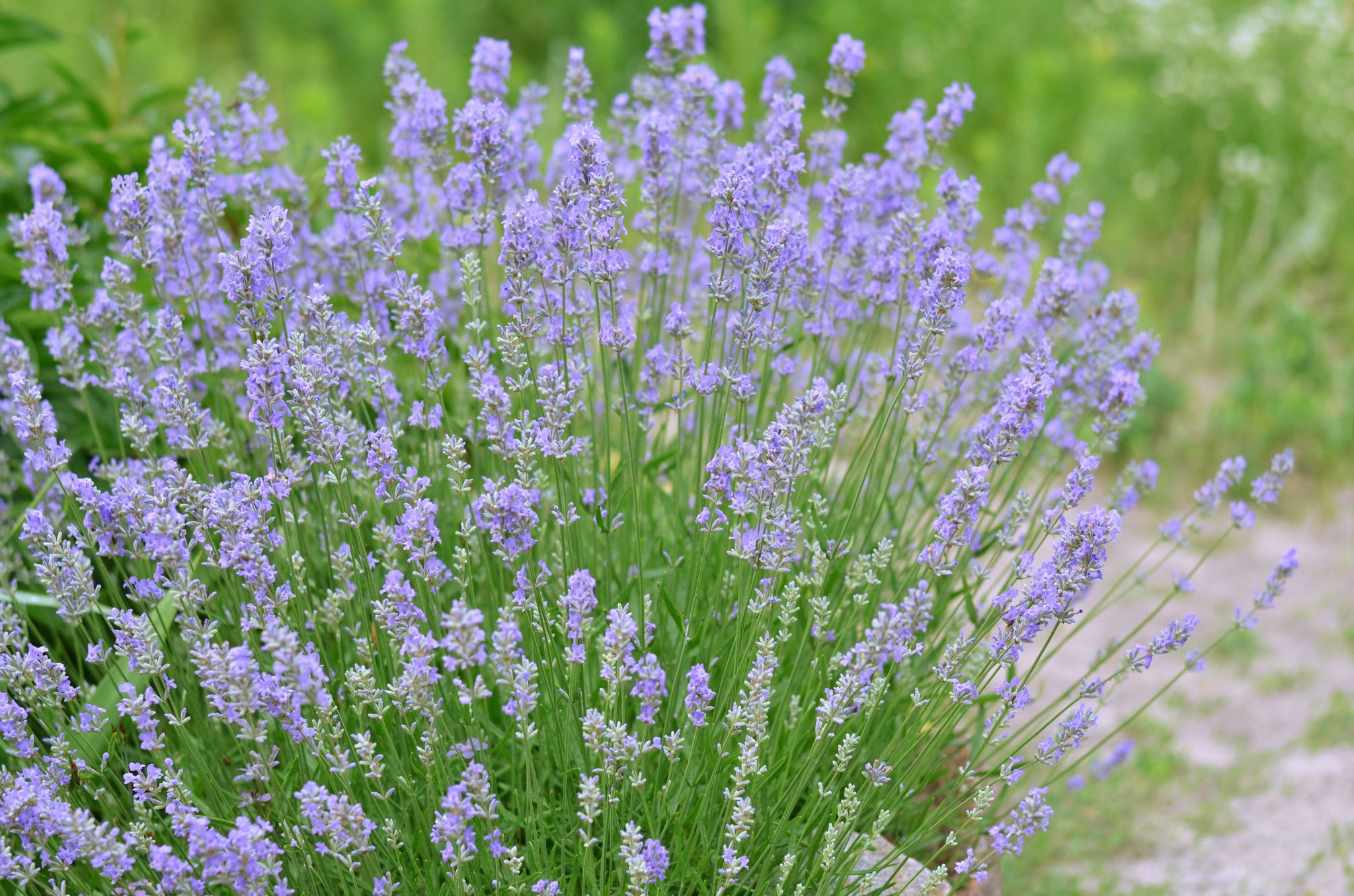 Complete List Of Herbs That Guinea Pigs Can Eat (And Dangerous Herbs To ...