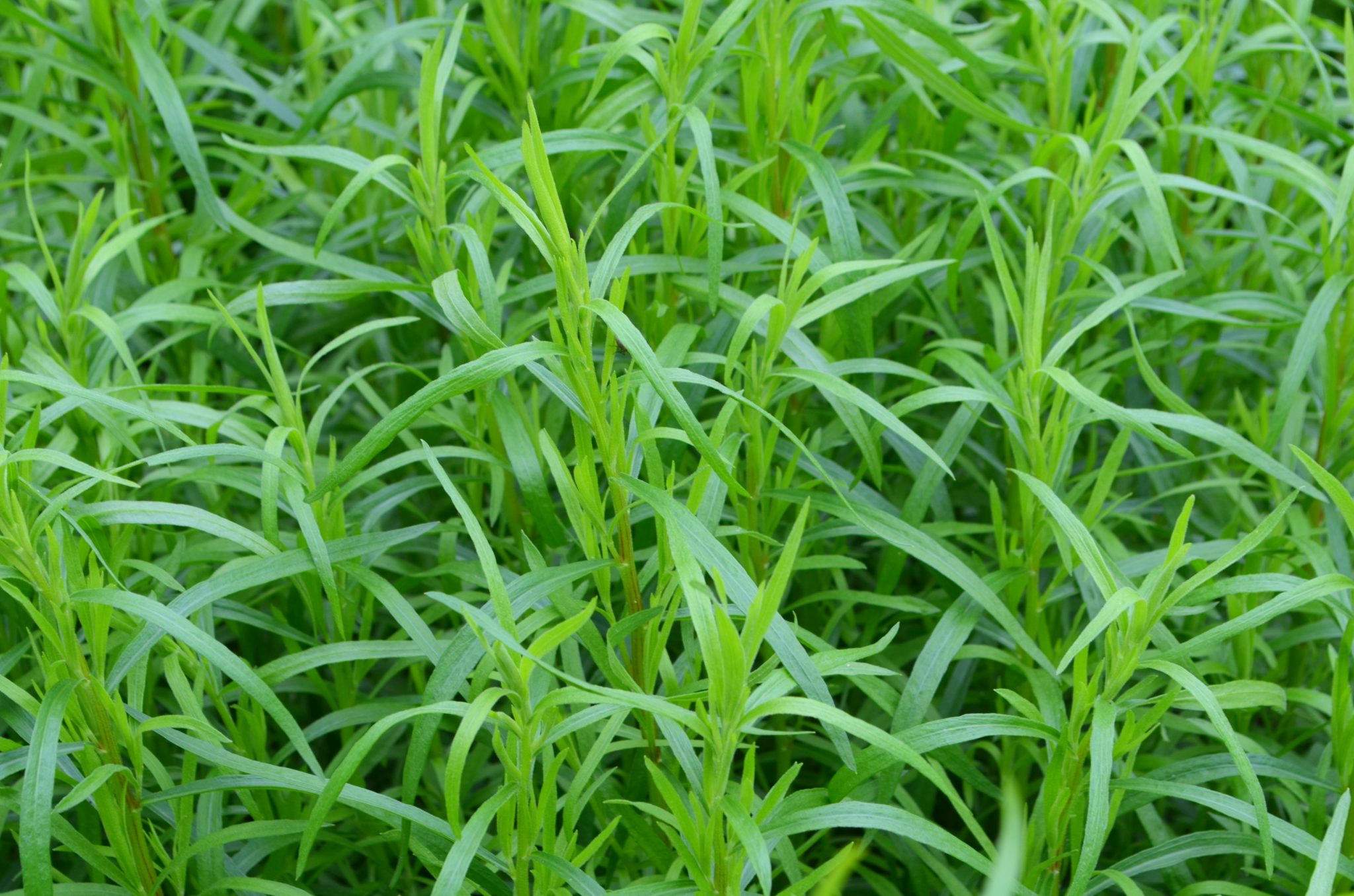 View of Complete List Of Herbs That Guinea Pigs Can Eat (And Dangerous Herbs To ...