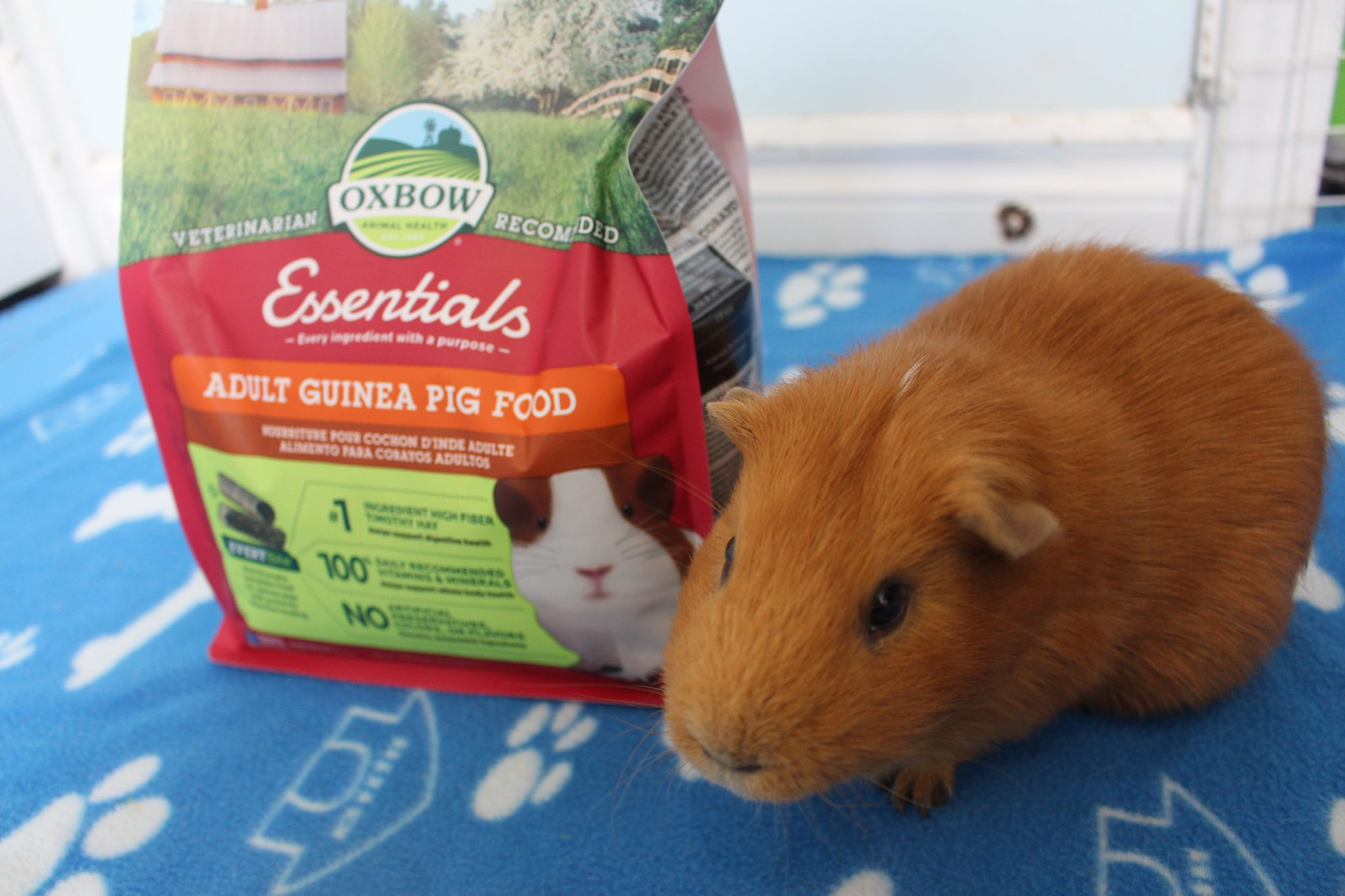 What To Feed Guinea Pigs When Out Of Food (Can They Go Without Pellets