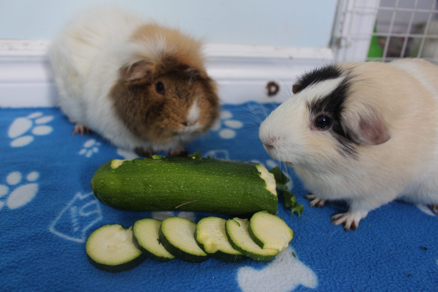 Can Guinea Pigs Eat Zucchini? (How Much Is Safe?) Precisely Pets