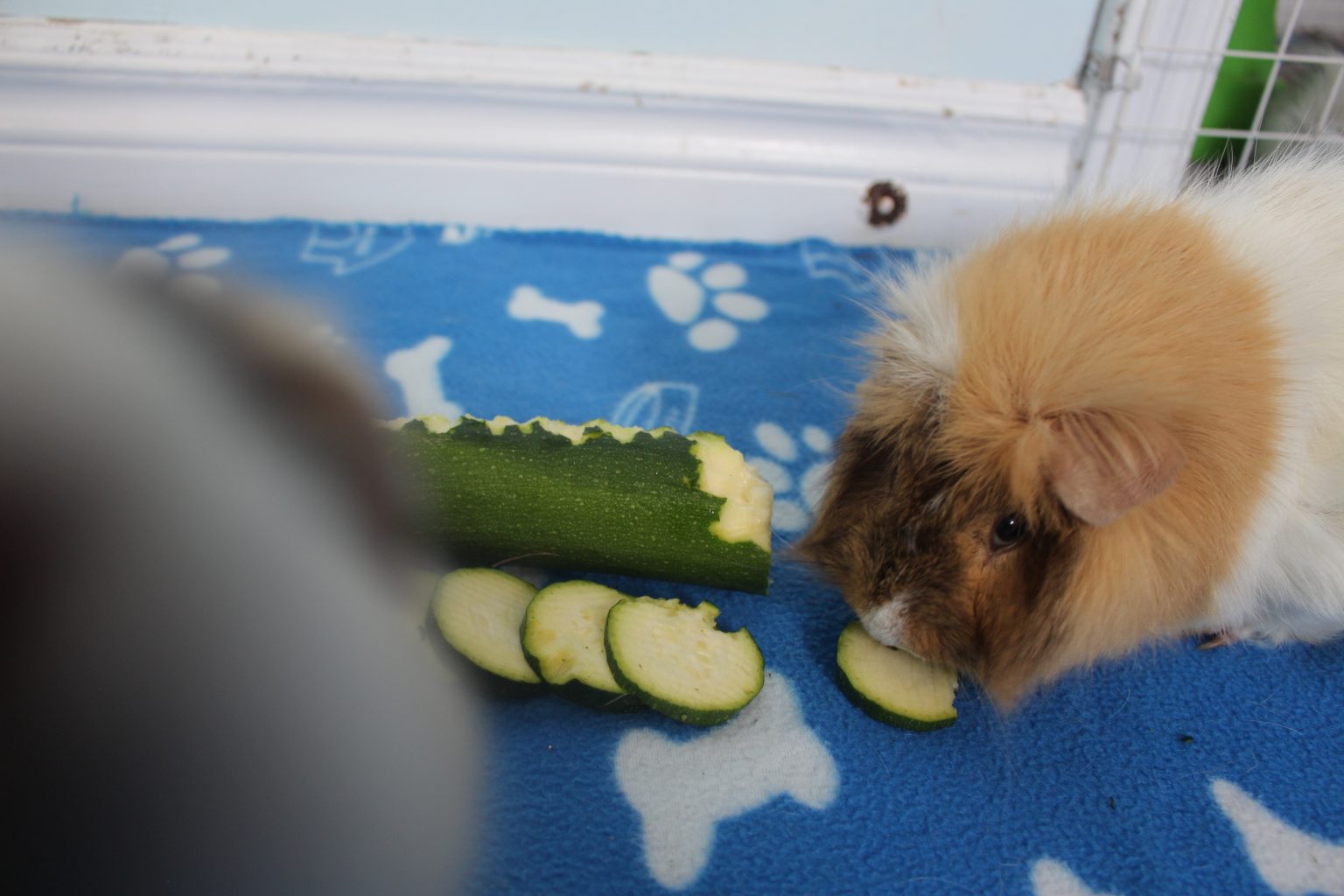 10 Foods You Can Feed Your Guinea Pig Daily Precisely Pets