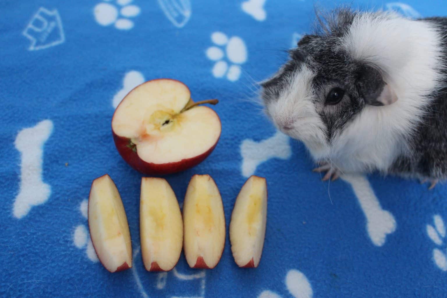 Visual Reference: Can Guinea Pigs Eat Apples How Much Is Safe
