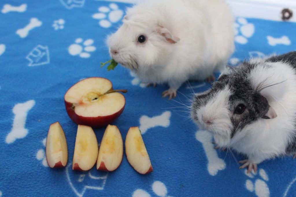 Are apples good for guinea outlet pigs