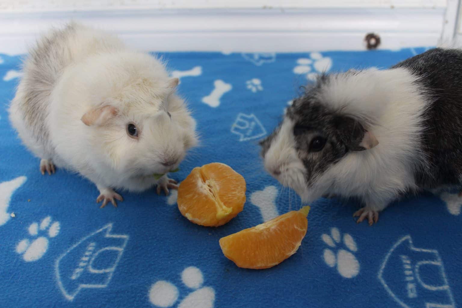 Curated visual reference: Picture Idea: Can Guinea Pigs Eat Oranges How Much Is Safe