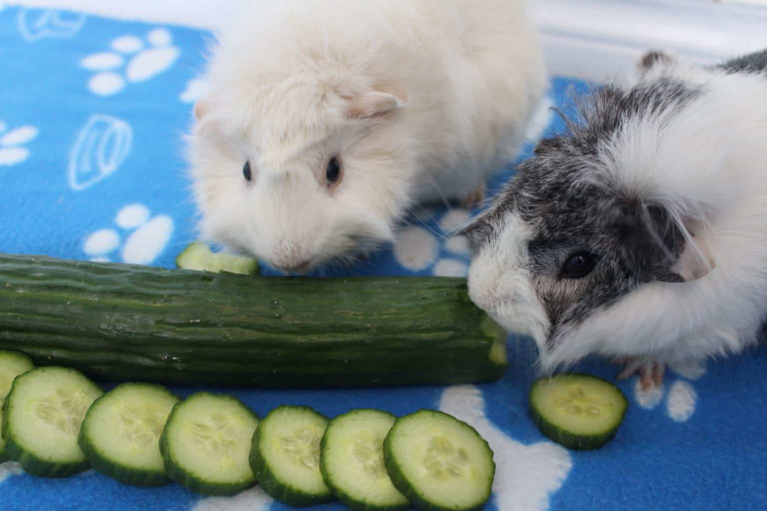 17 Foods For Guinea Pigs That Are High In Vitamin C Precisely Pets