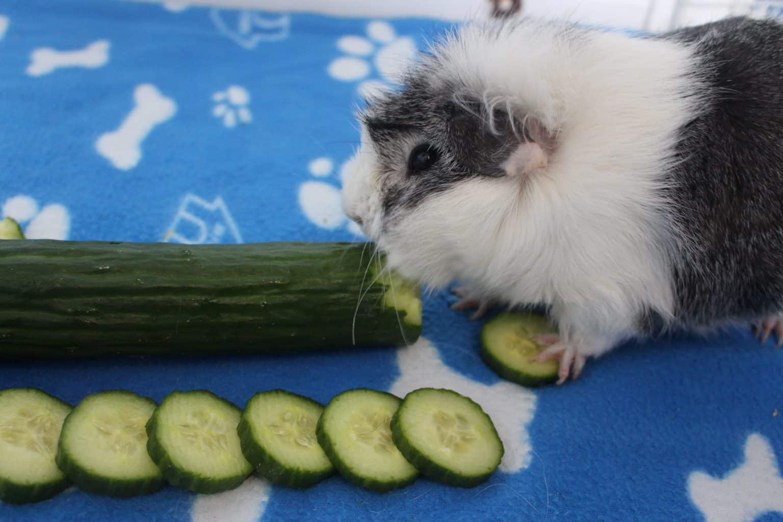 Can Guinea Pigs Eat Cucumber? (How Much Is Safe?) Precisely Pets