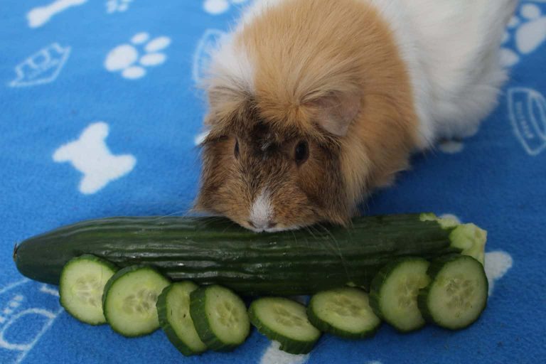 Illustration of Calcium Supplements For Guinea Pigs Uk