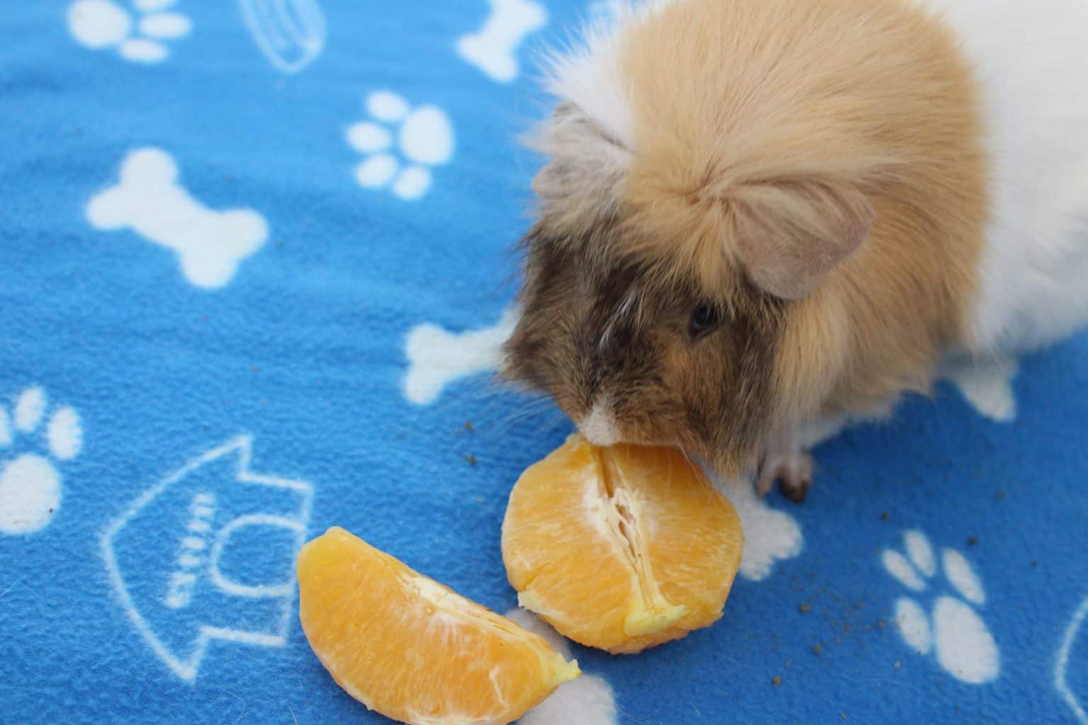 Gallery Detail: Can Guinea Pigs Eat Oranges How Much Is Safe