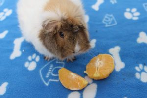 Fruits That Guinea Pigs Can Eat - Complete List (And What To Avoid