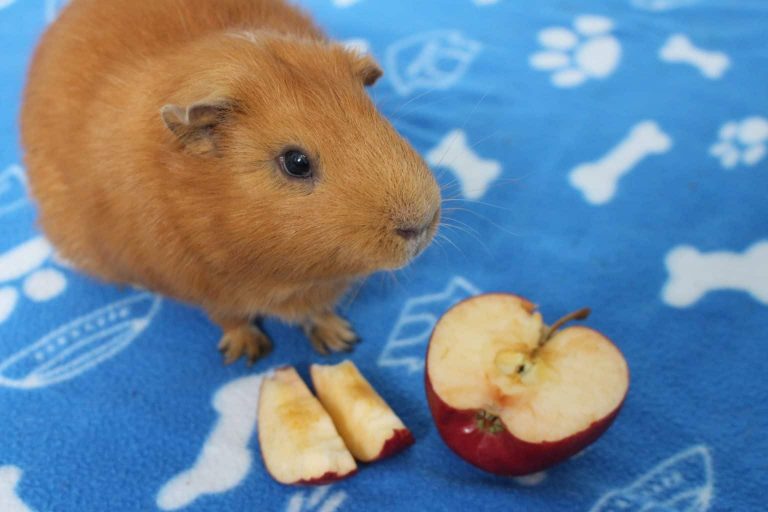 21 Low Calcium Foods For Guinea Pigs - Precisely Pets
