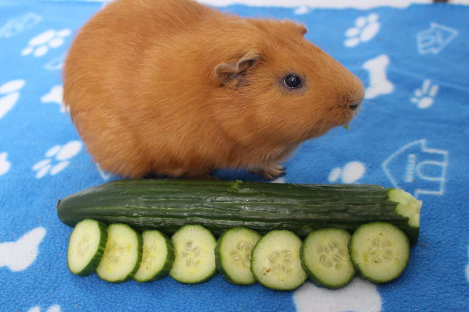 How Long Can Guinea Pigs Go Without Food And Water? Precisely Pets
