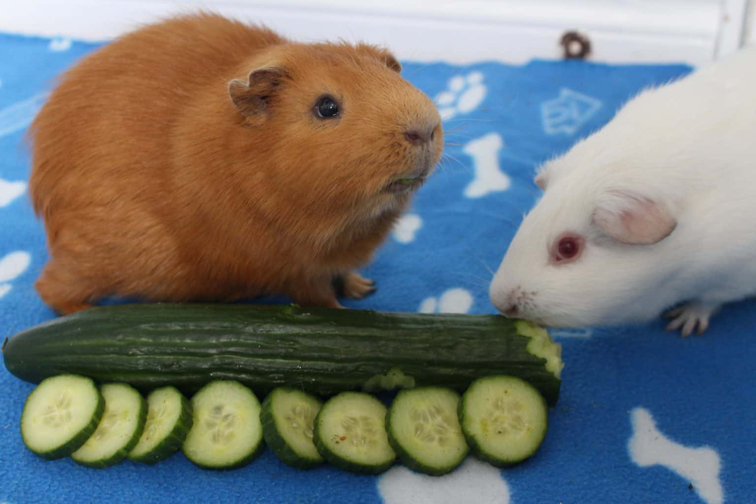 Can Guinea Pigs Eat Cucumber? (How Much Is Safe?) Precisely Pets