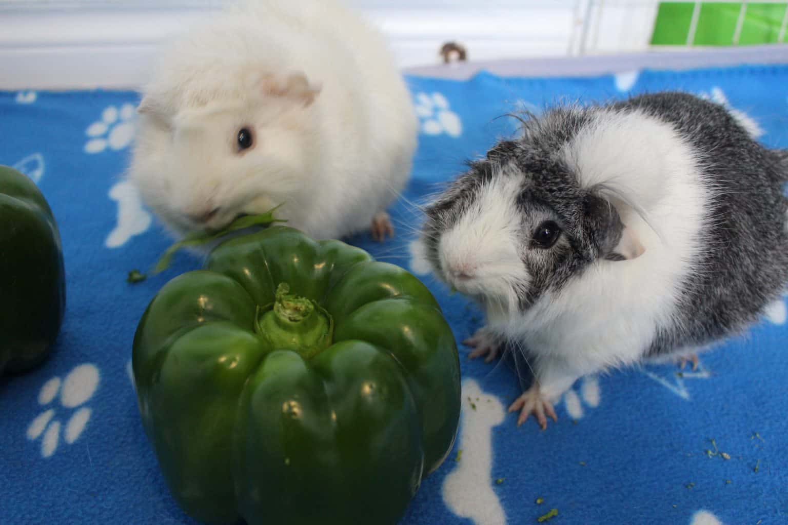 Can Guinea Pigs Eat Sweet Bell Peppers? (How Much Is Safe?) Precisely Pets