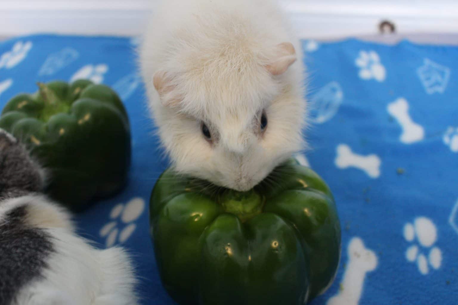 Can Guinea Pigs Eat Sweet Bell Peppers? (How Much Is Safe?) Precisely Pets