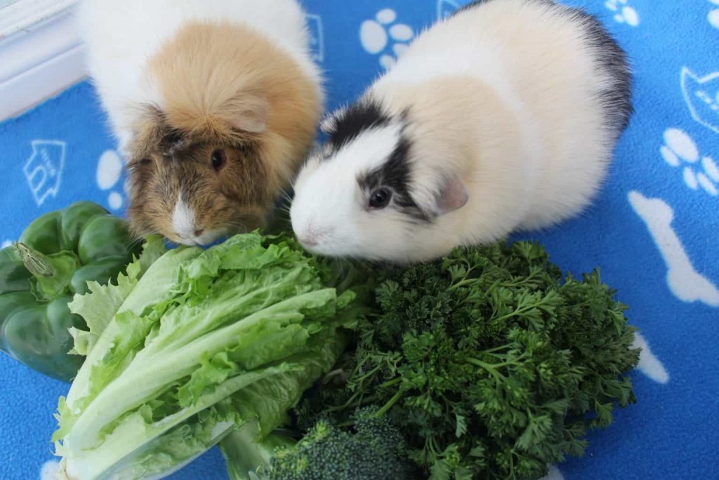 guinea pigs eating vegetables