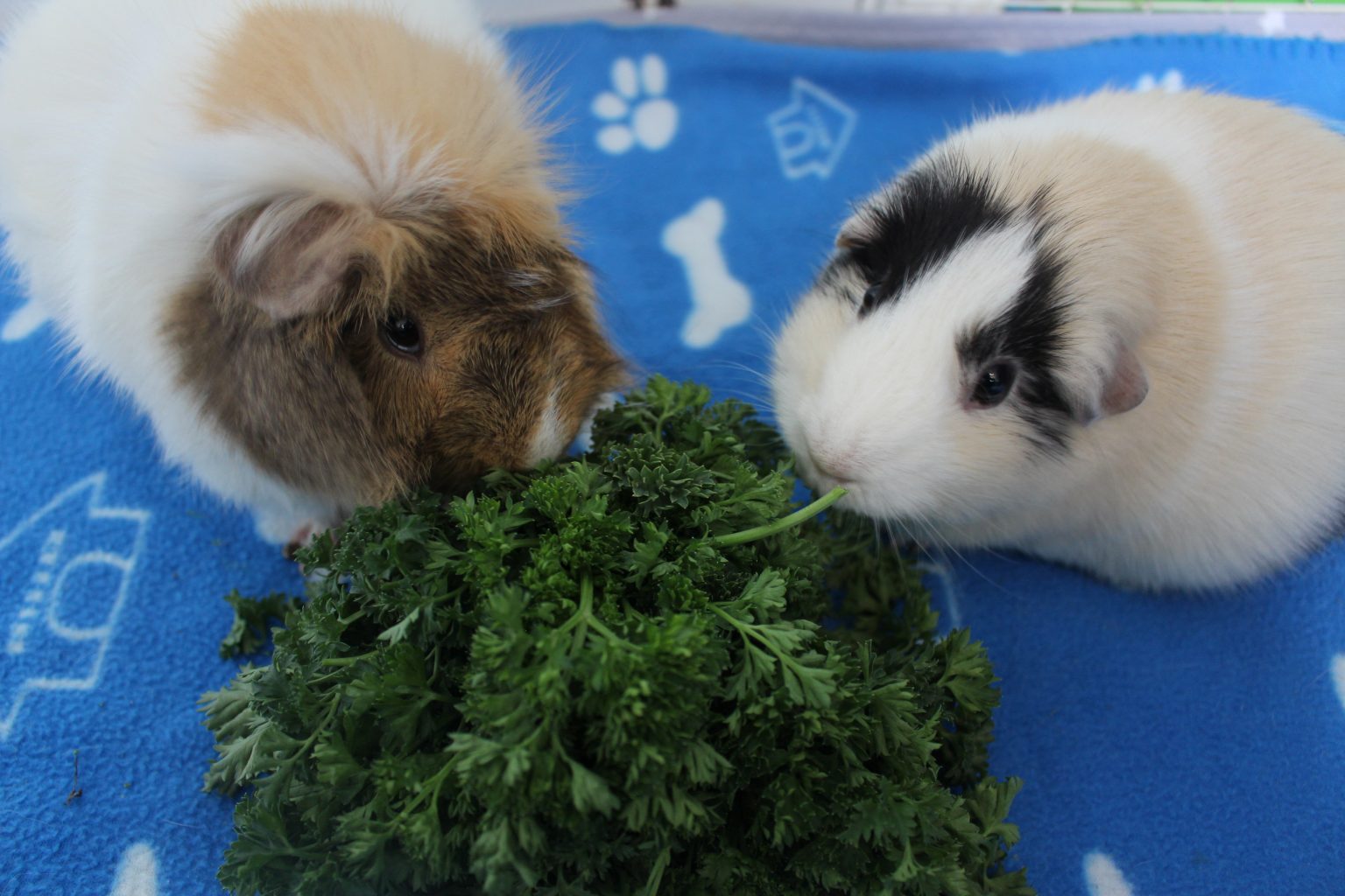Complete List Of Herbs That Guinea Pigs Can Eat (And Dangerous Herbs To