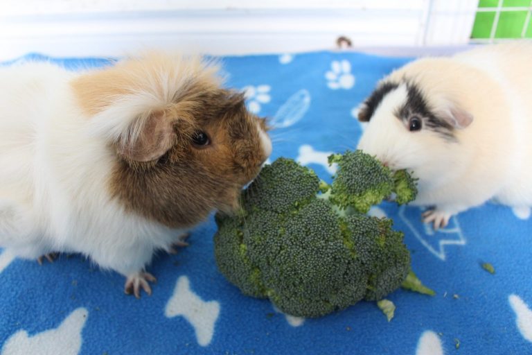 Can Guinea Pigs Eat Broccoli? (How Much Is Safe?) Precisely Pets