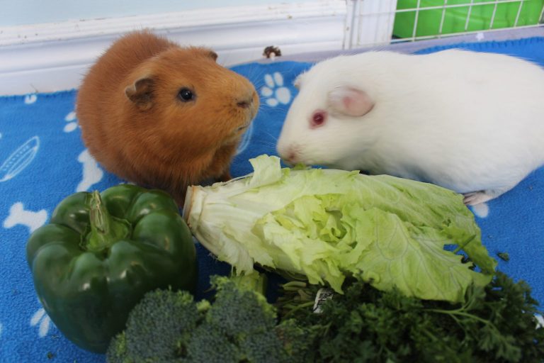 How To Tell If Your Guinea Pig Is Happy (10 Telltale Signs ...
