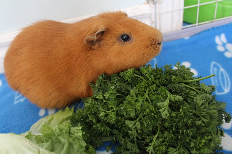 Complete List Of Herbs That Guinea Pigs Can Eat (And Dangerous Herbs To