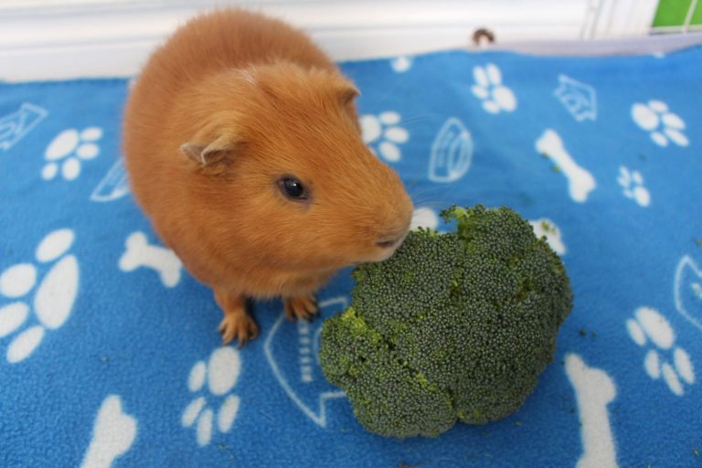 Gorgeous Can Guinea Pigs Eat Sugar Snaps Wallpaper Collection Gorgeous Can Guinea Pigs Eat Sugar Snaps Wallpaper Collection