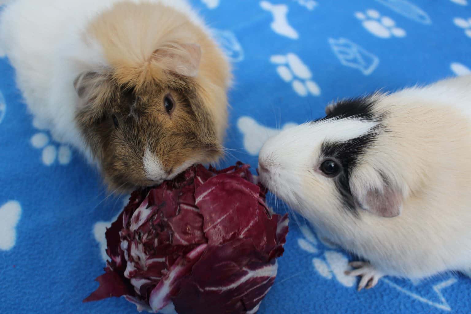 Image showcasing 15 Favorite Foods That Guinea Pigs Love - Precisely Pets