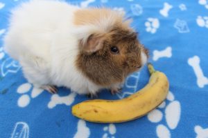Curated visual reference: Fresh Bananas For Guinea Pig Snacking Reference: Can Guinea Pigs Eat Bananas How Much Is Safe