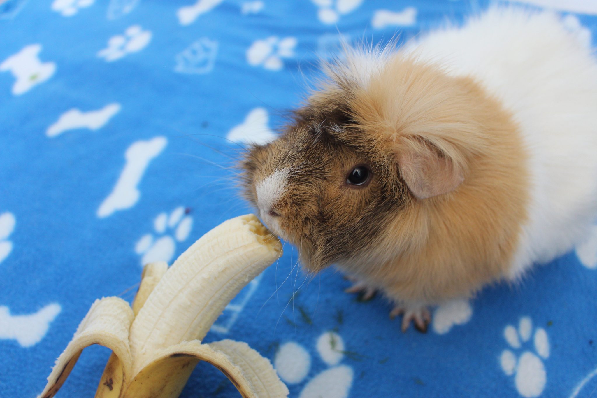 Picture of Fruits That Guinea Pigs Can Eat - Complete List (And What To Avoid ...