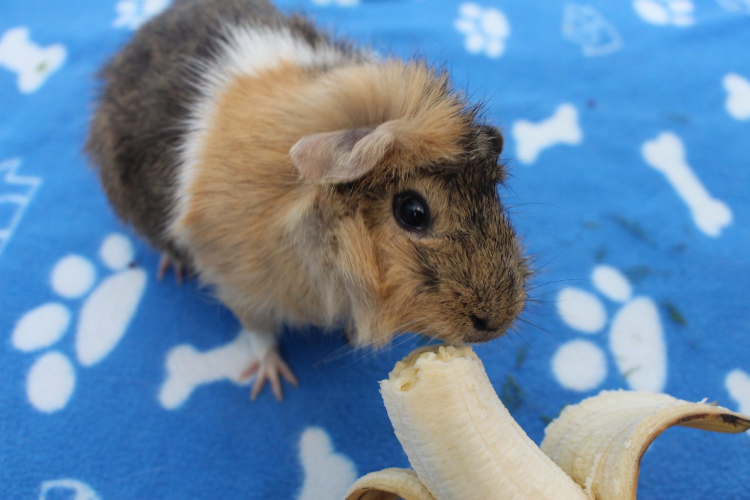 Picture of Can Guinea Pigs Eat Bananas? (How Much Is Safe?) - Precisely Pets