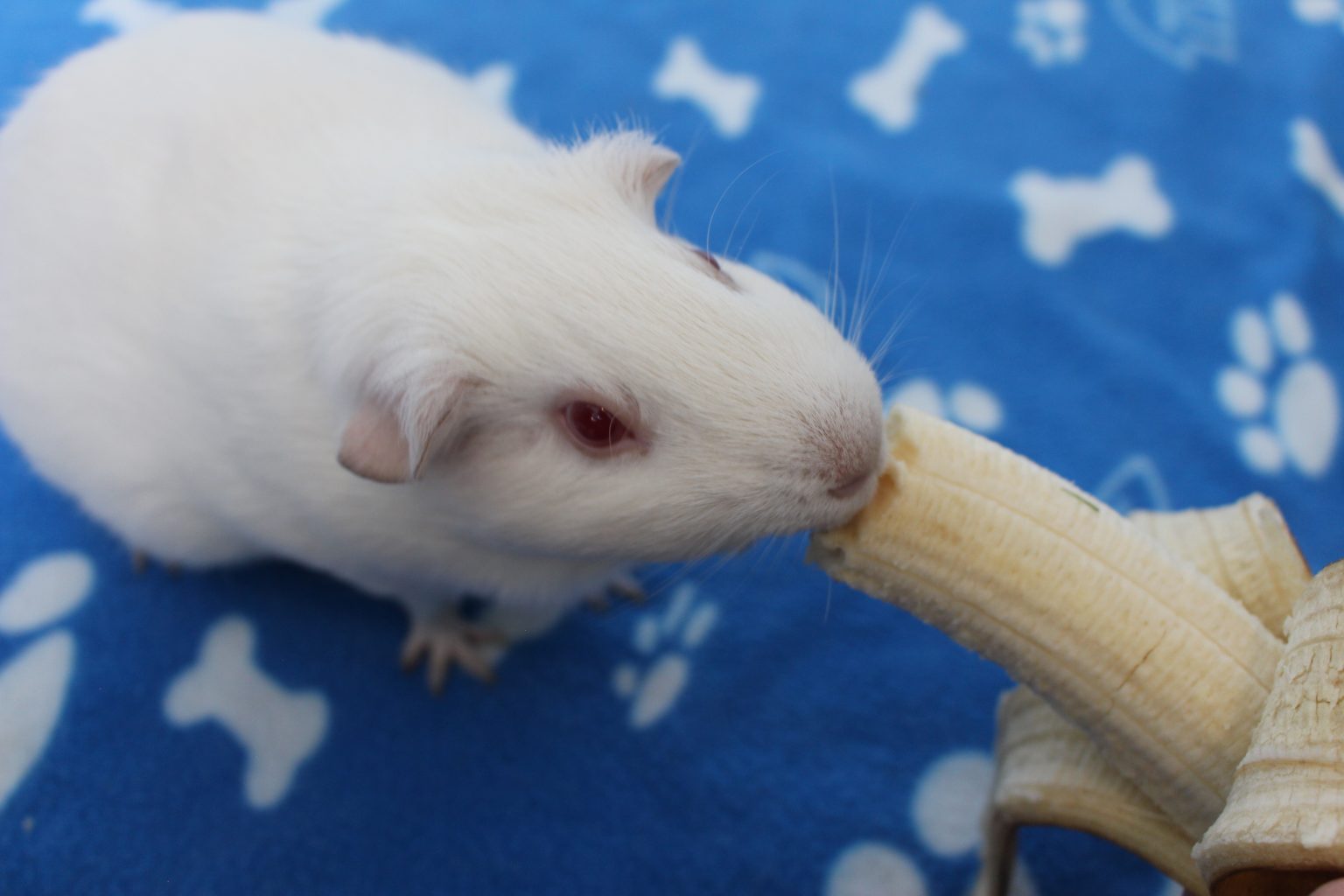 Picture of Can Guinea Pigs Eat Bananas? (How Much Is Safe?) - Precisely Pets