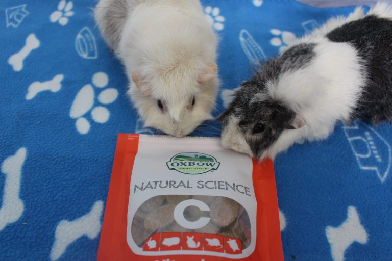 New Guinea Pig Supply Checklist (Things You Need For A New Guinea Pig