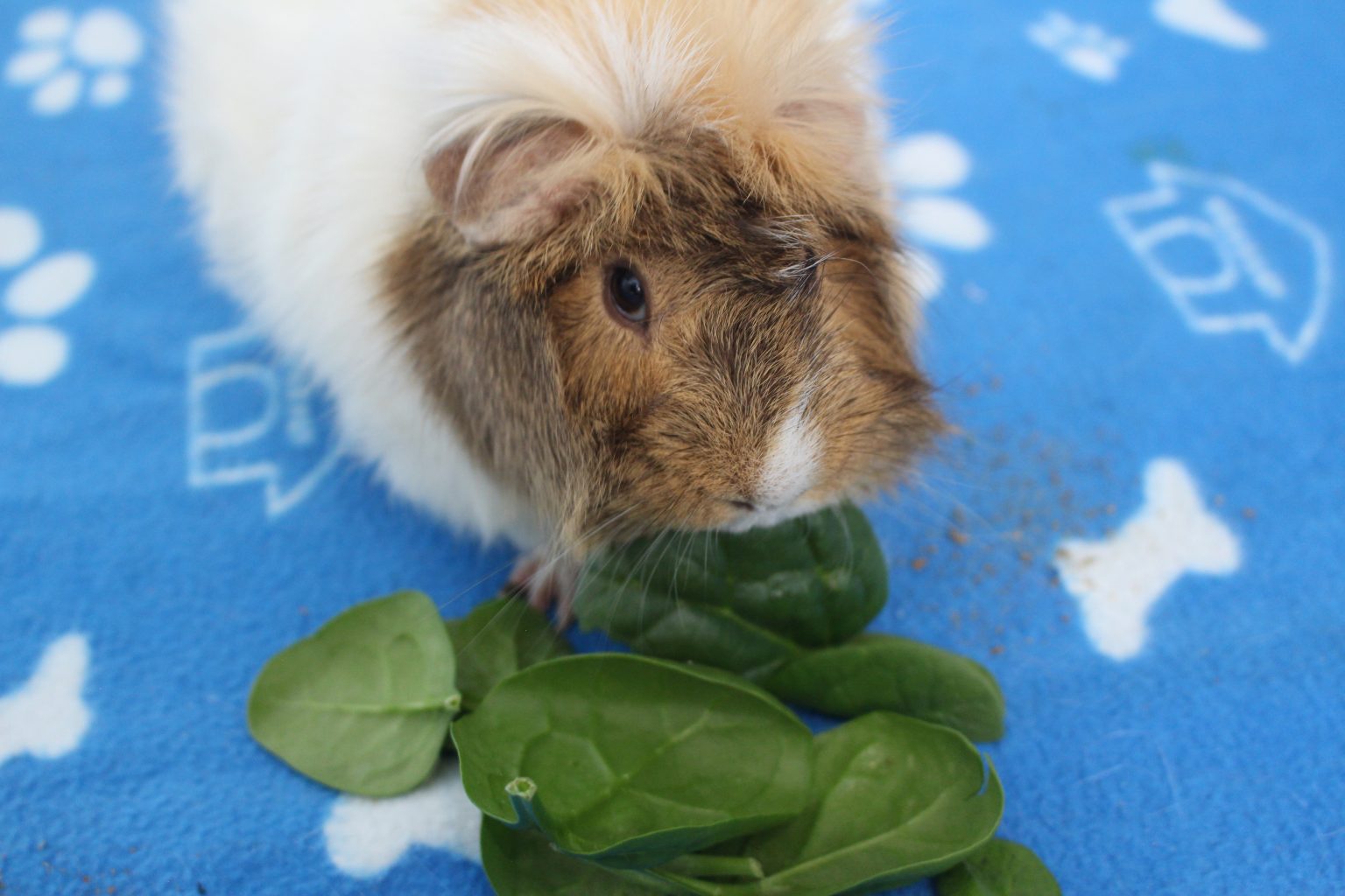 Can Guinea Pigs Eat Spinach? (How Much Is Safe?) Precisely Pets