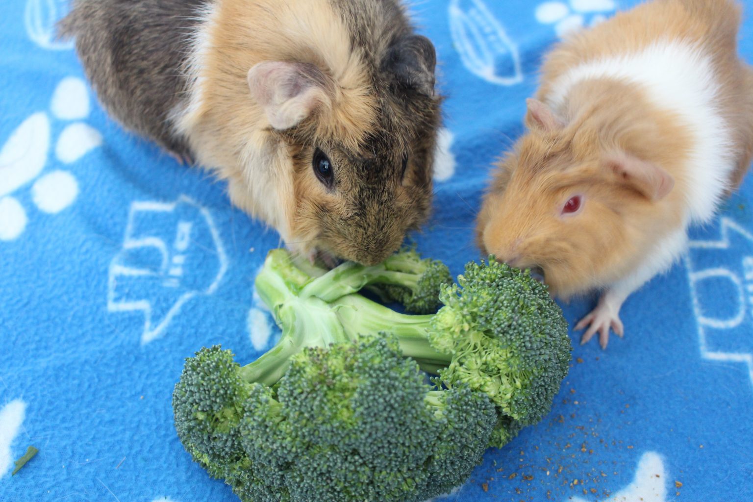 Can Guinea Pigs Eat Broccoli? (How Much Is Safe?) Precisely Pets