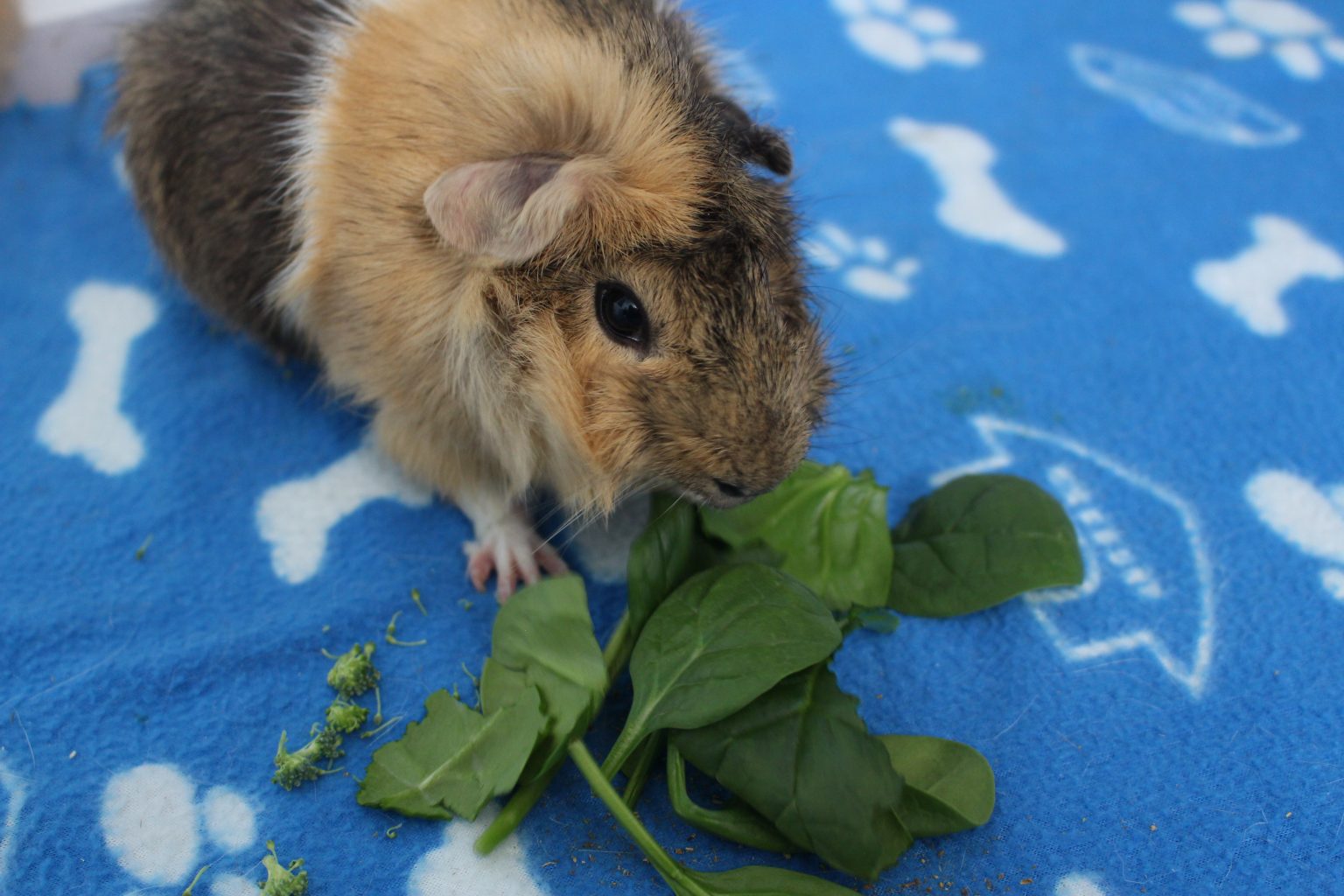Can Guinea Pigs Eat Spinach? (How Much Is Safe?) Precisely Pets