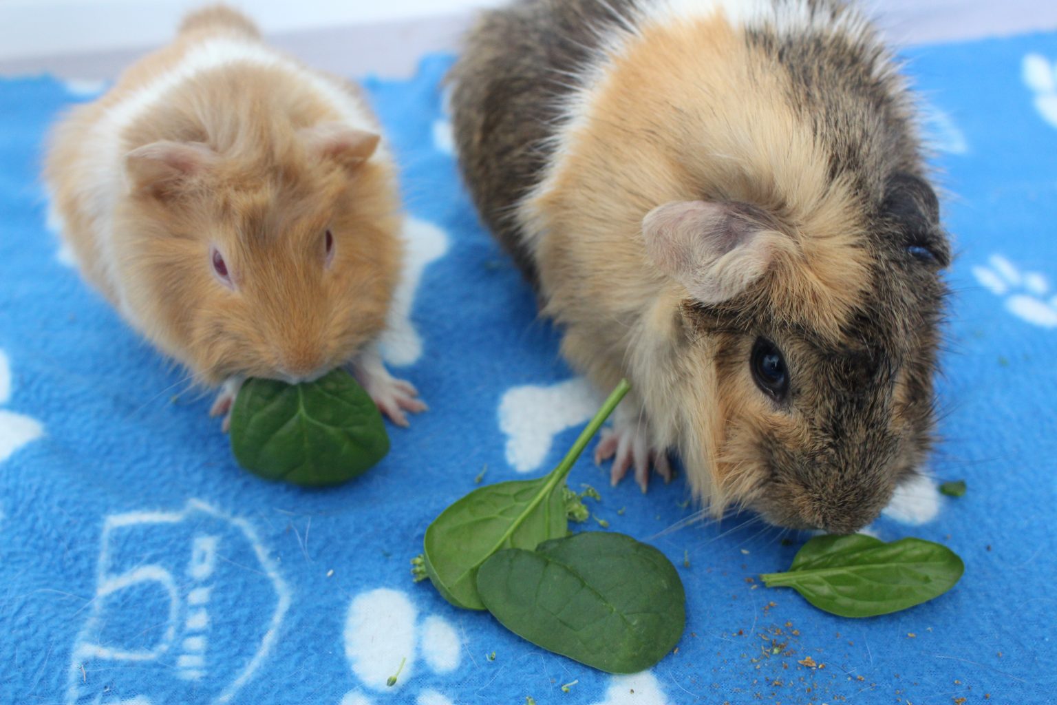Visual Reference: Can Guinea Pigs Eat Spinach How Much Is Safe