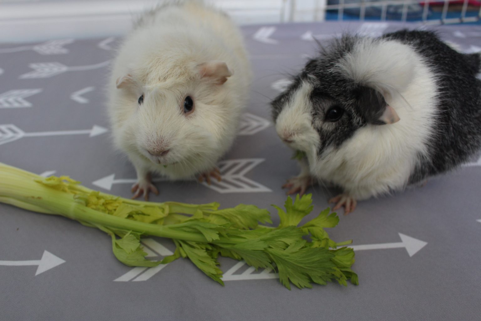 Can Guinea Pigs Eat Celery? (How Much Is Safe?) - Precisely Pets