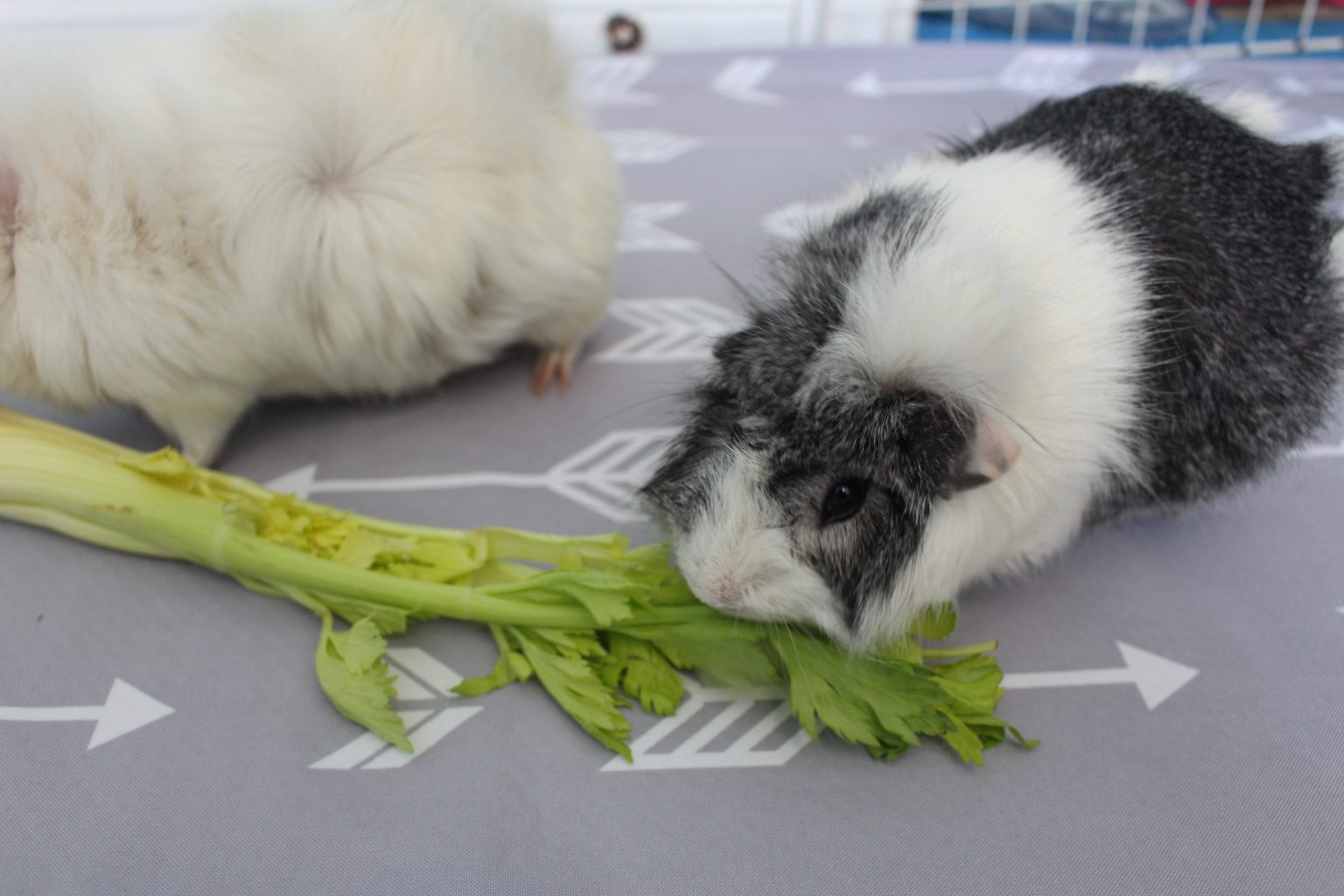 Can Guinea Pigs Eat Celery? (How Much Is Safe?) - Precisely Pets