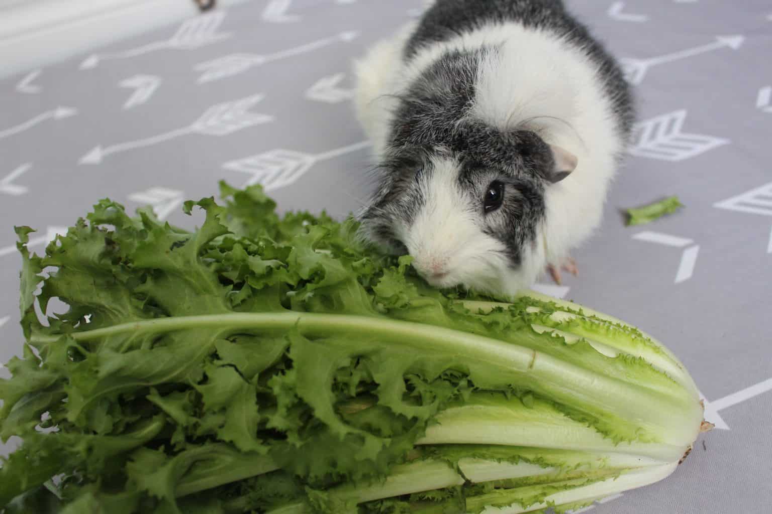 View of Can Guinea Pigs Eat Endive, Escarole, And Chicory? (How Much Is Safe ...