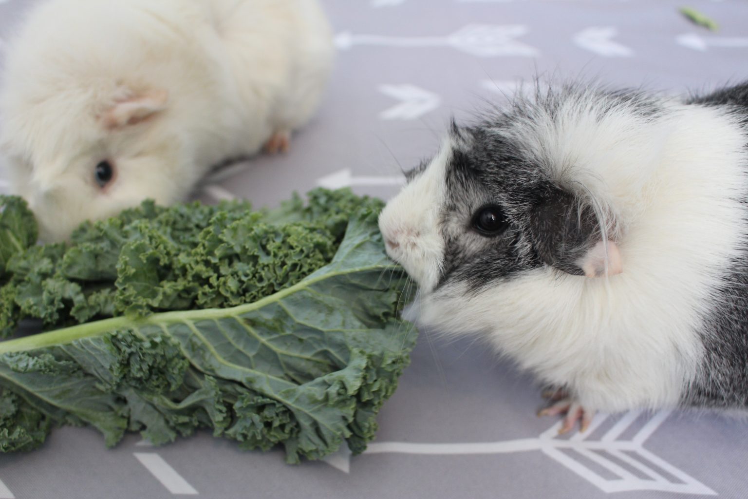 Picture of 17 Foods For Guinea Pigs That Are High In Vitamin C - Precisely Pets