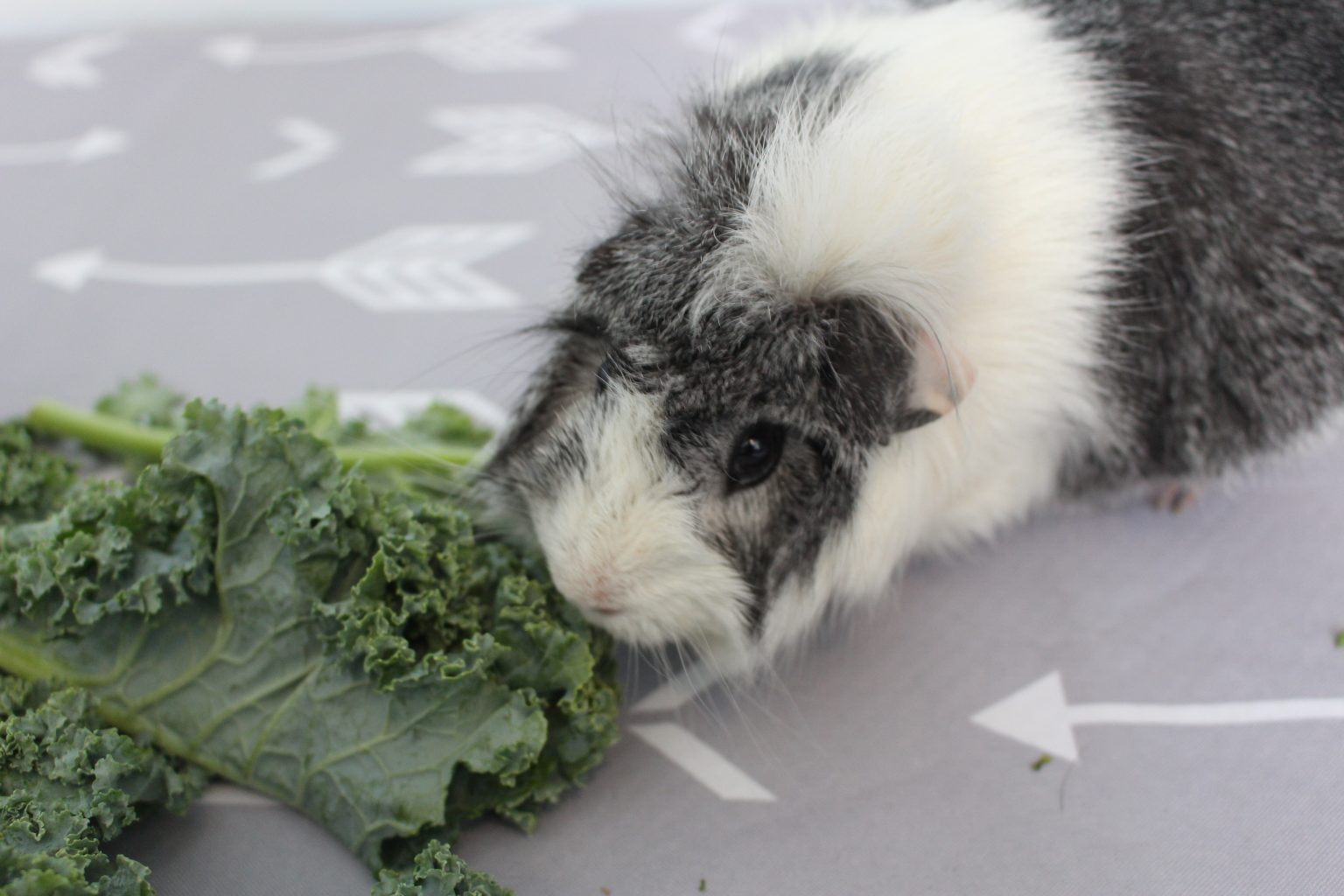 How To Prevent Bladder Stones In Guinea Pigs Precisely Pets