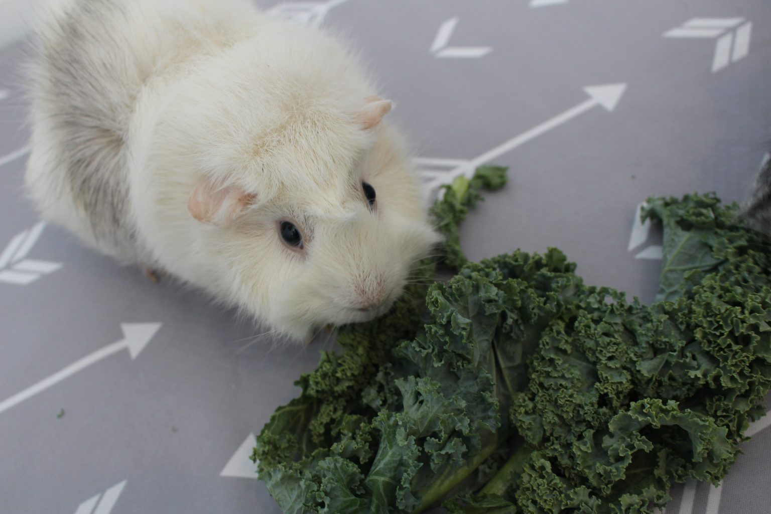 Photo inspiration: Gallery Detail: Can Guinea Pigs Eat Kale How Much Is Safe