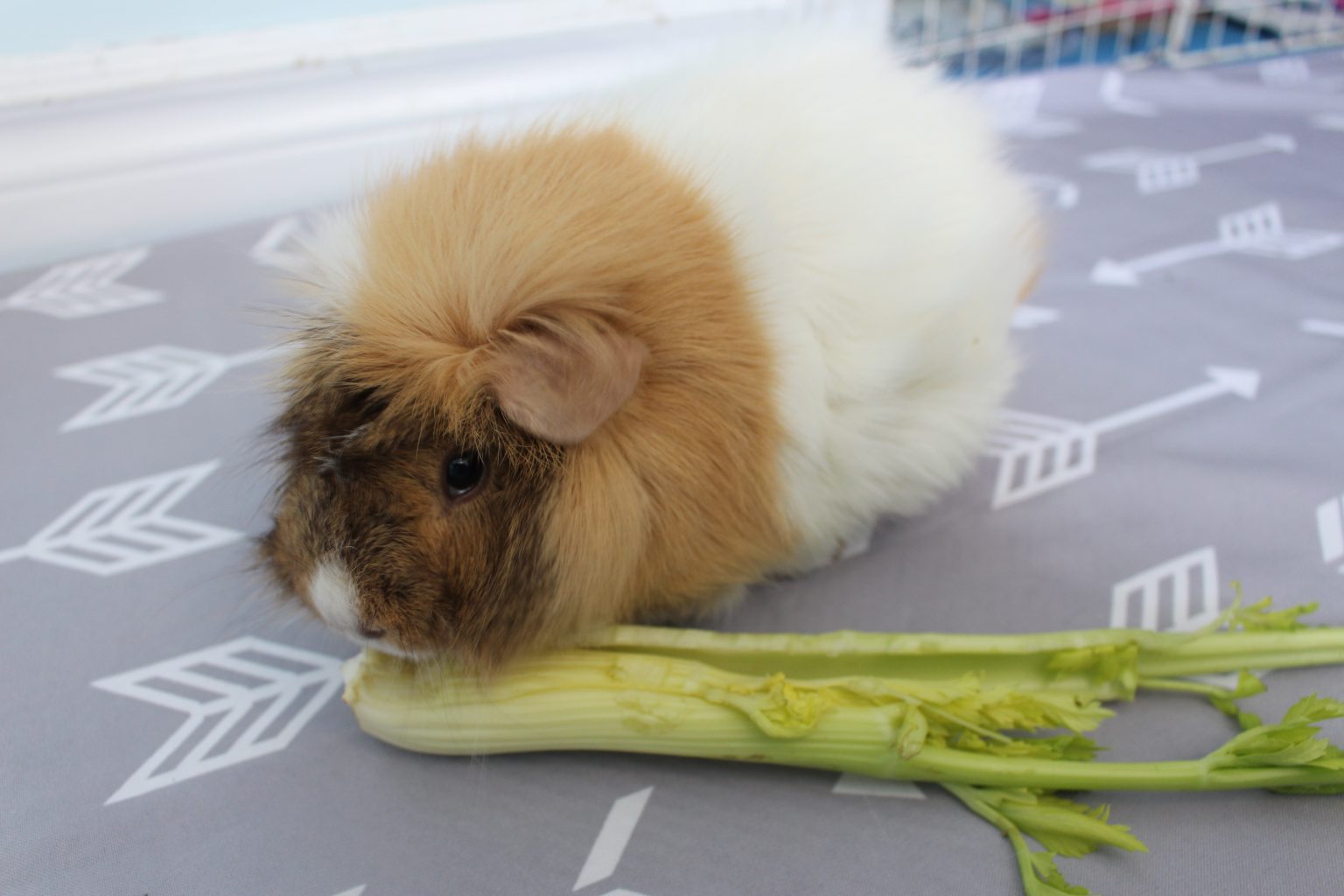 Fresh Look at Can Guinea Pigs Eat Celery How Much Is Safe