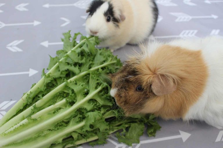 45 Foods Your Guinea Pig Should Not Eat (Dangers, Toxic Foods And Plants) Precisely Pets