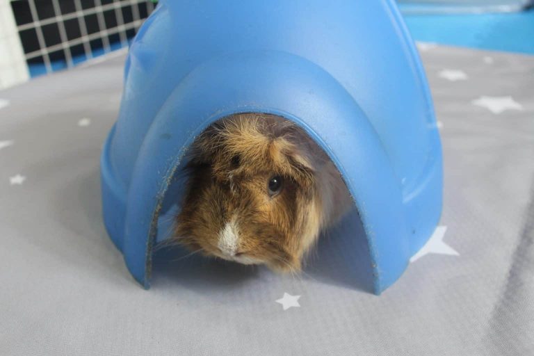 Why Is My Guinea Pig Shaking? (What To Do If They Are Vibrating Or