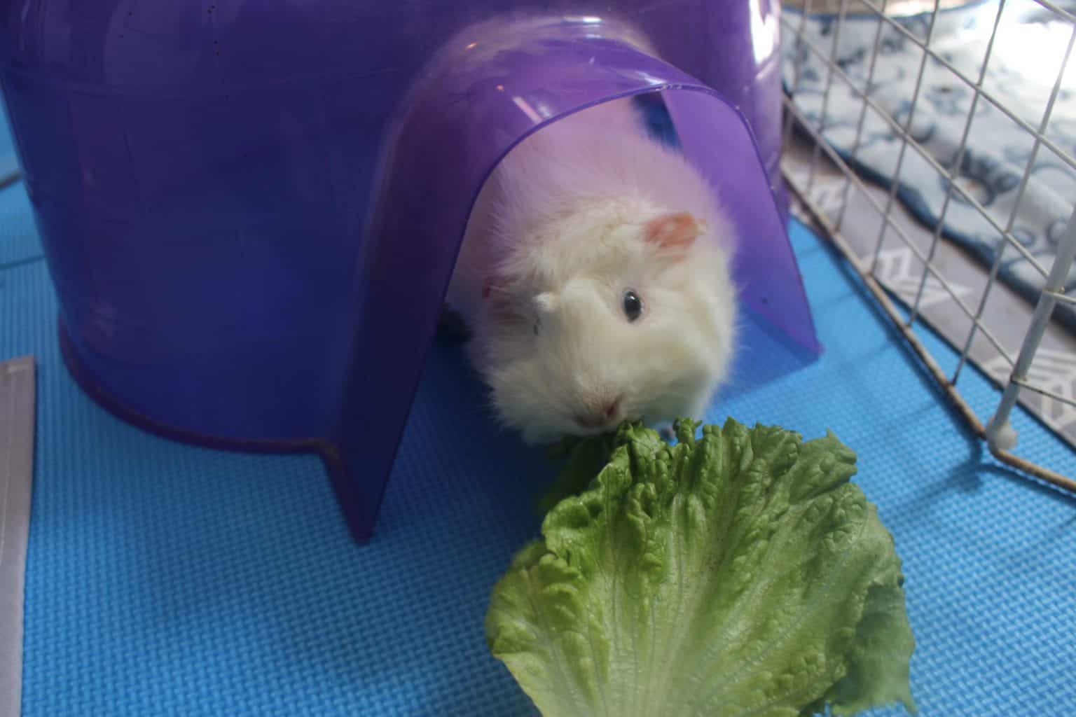 How To Tell If Your Guinea Pig Is Sad Or Depressed (10 Signs And What