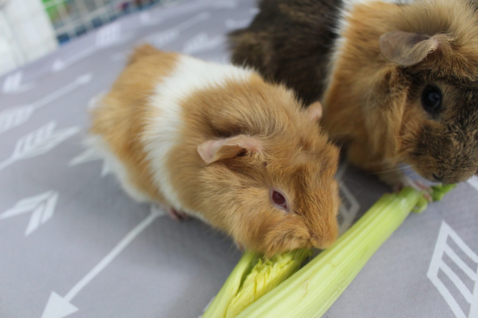 Can Guinea Pigs Eat Celery? (How Much Is Safe?) - Precisely Pets