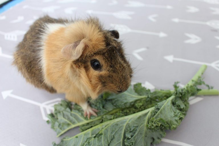 Image result for 10 Common Guinea Pig Illnesses You Can Prevent - Precisely Pets