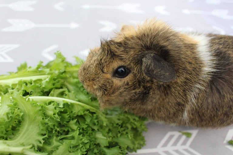 View of What Can Guinea Pigs Eat? (Safe Foods List) - Precisely Pets