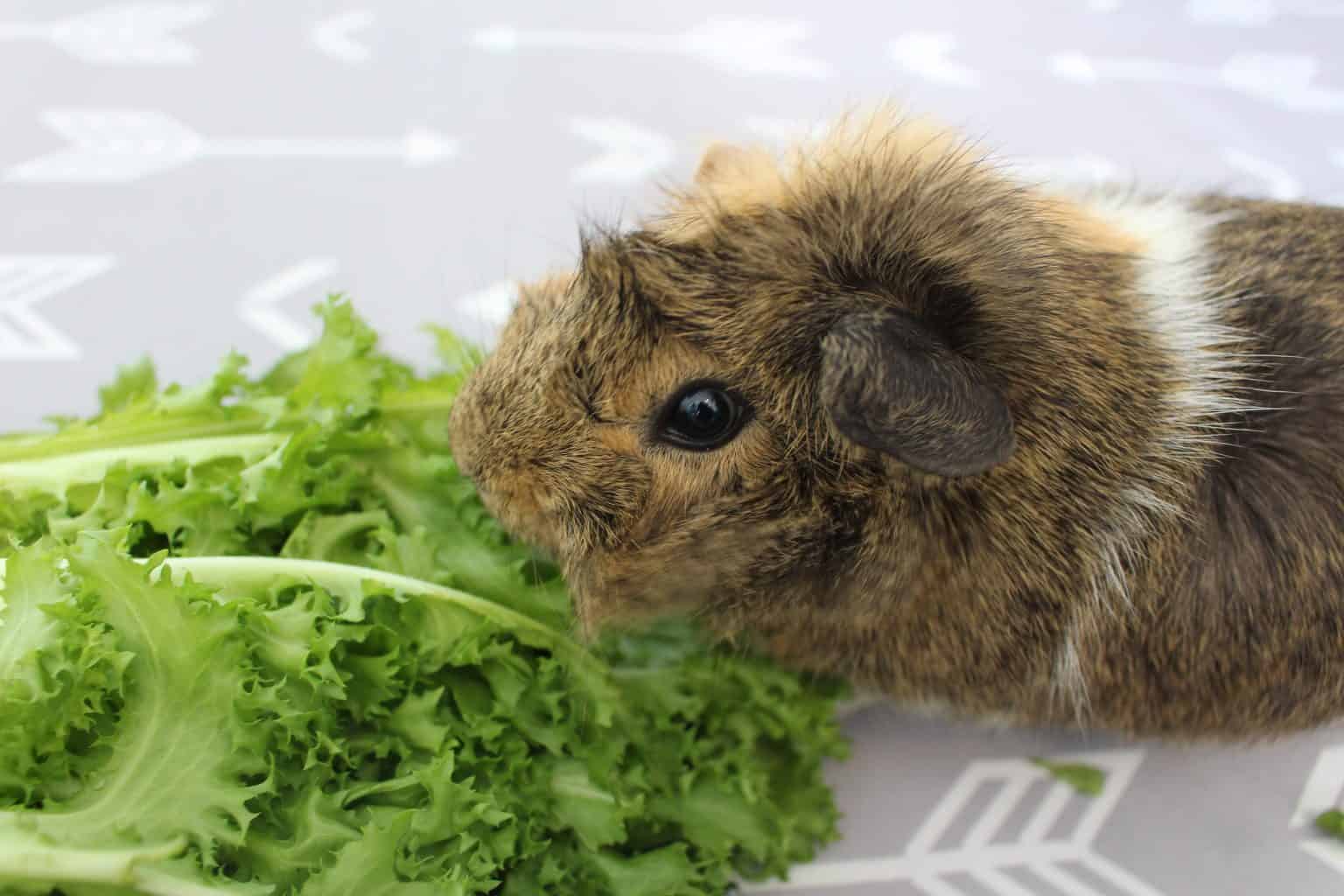 Image showcasing What Can Guinea Pigs Eat? (Safe Foods List) - Precisely Pets
