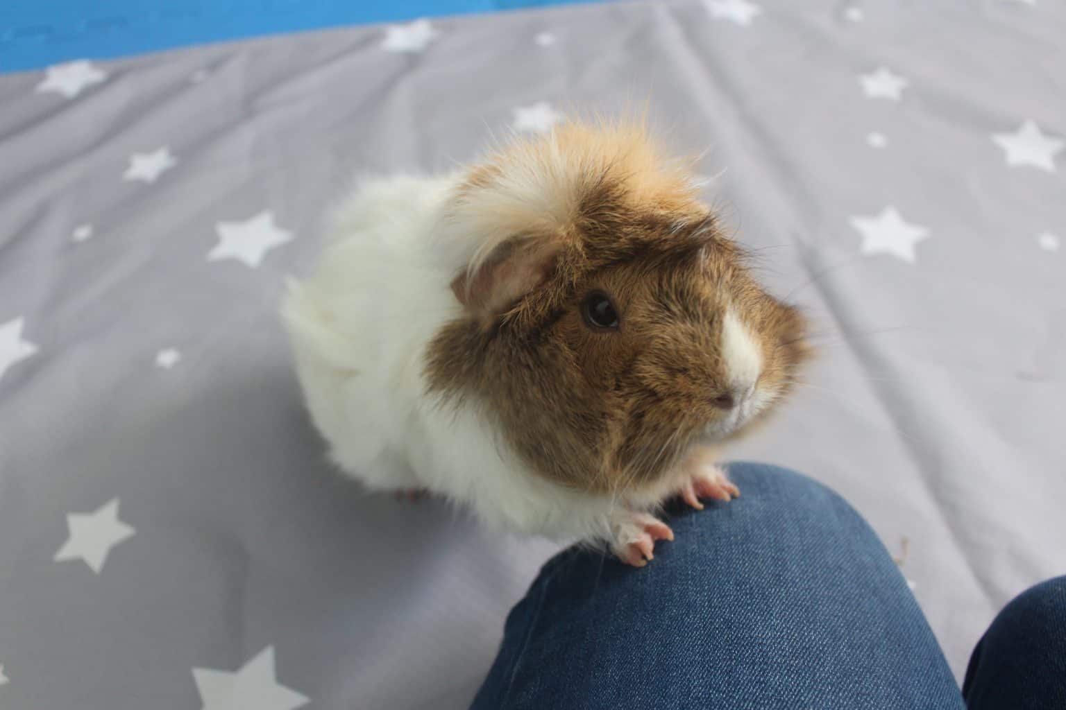 Why Is My Guinea Pig Shaking? (What To Do If They Are Vibrating Or