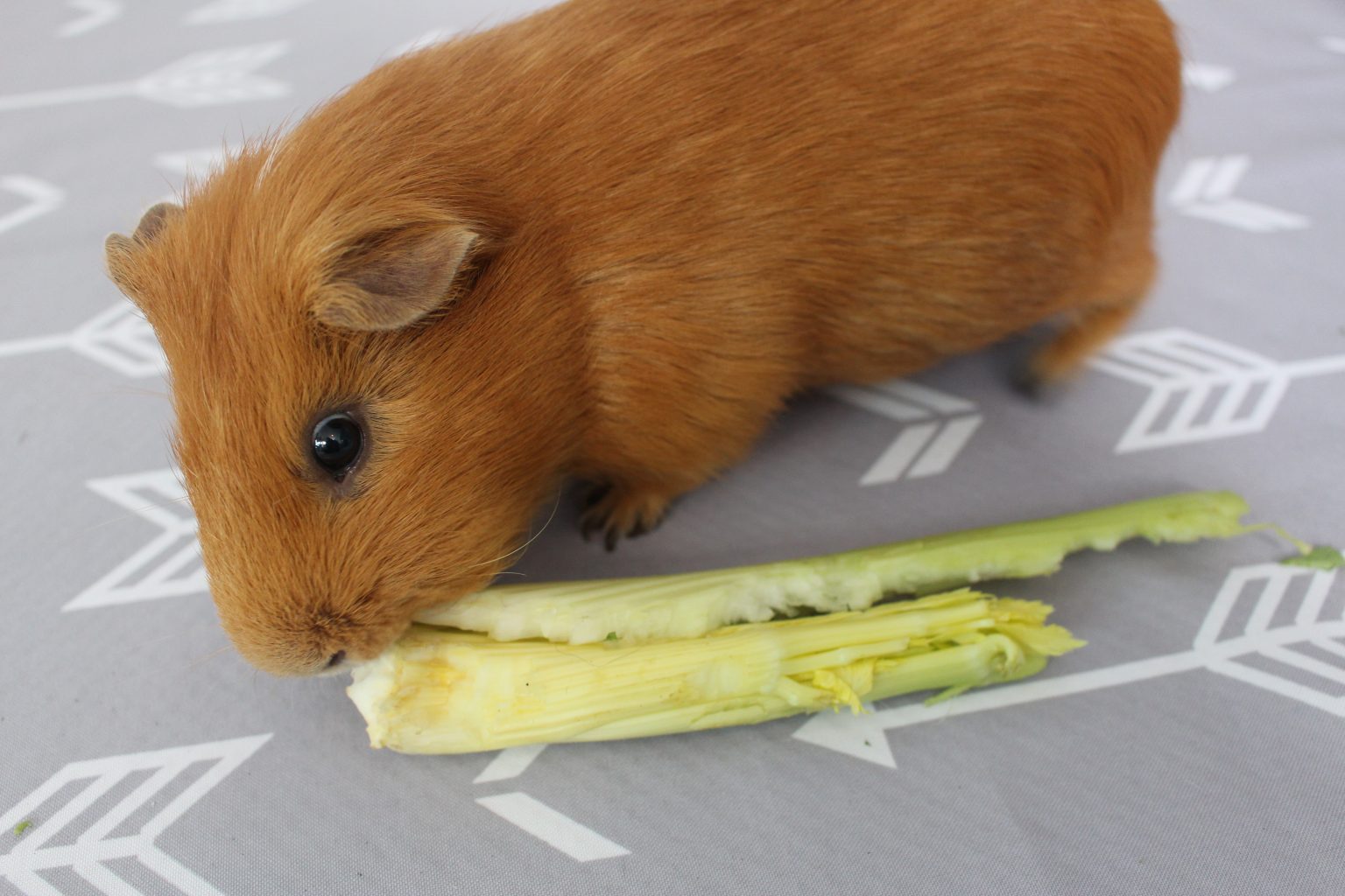 Can Guinea Pigs Eat Celery? (How Much Is Safe?) - Precisely Pets - Does Guinea Pigs Eat Carrots And Celery